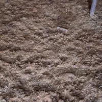 یک راس بره شیری نر بختیاری