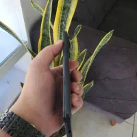 note11 s|موبایل|مشهد, شهید قربانی|دیوار