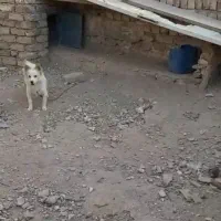 پامر اشتپیز