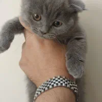 توله گربه اسکاتیش پدر و مادر وارداتی