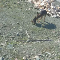 واگذاری ژرمن ۱