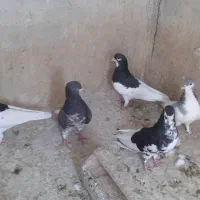 شهری نر
