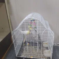 فروش عروس هلندی|پرنده|ایلام, |دیوار