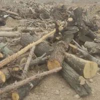 فروش چوب|خدمات باغبانی و درختکاری|شاهینشهر, خبرنگار|دیوار