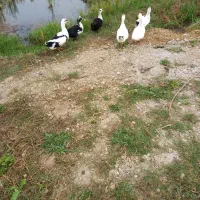 تخم اردک|حیوانات مزرعه|شفت, |دیوار