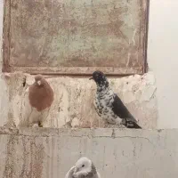 کفتر سینه سفید و کله|پرنده|بیرجند, |دیوار