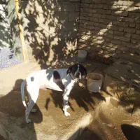 سگ نژاد انگلیس،مخصوص دنبلان|سگ|گلی داغ, |دیوار