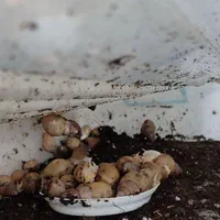 حلزون البینو