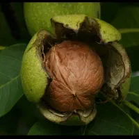 پوست کردن گردو با دستگاه