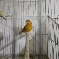 قناری نر و ماده|پرنده|تبریز, |دیوار