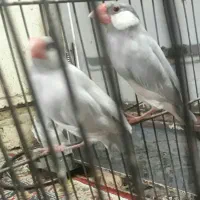 فروش یک جفت فنج سیلور|پرنده|شادگان, |دیوار