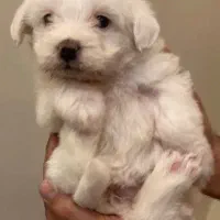 واگذاری ۲عدد سگ تریر نر وماده باهم|سگ|رشت, منظریه|دیوار