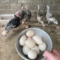 تخم بوقلمون محلی
