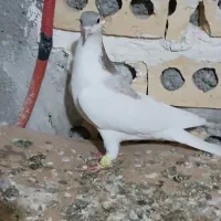 کفتر ۶تا کفتر بوم دانه ۱۵۰