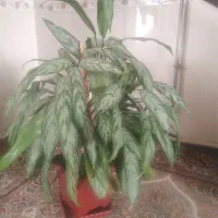 گل و گیاه|گل و گیاه طبیعی|جوانرود, |دیوار