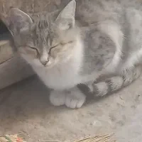 واگذاری گربه