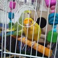 فروش طوطی برزیلی نر و ماده