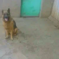 سگ ژرمن شپر اصل