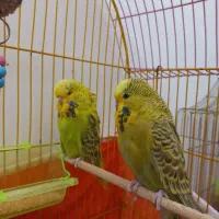 مرغ عشق انگلیسی