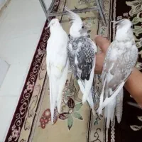 عروس هلندی