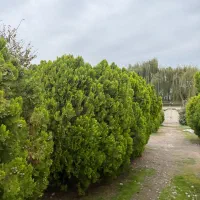 فروش سرو خمرهای ، درختچههای زینتی|گل و گیاه طبیعی|سرخرود, |دیوار