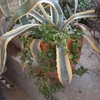 گل به همراه گلدان (آگاو، پاندانوس)|گل و گیاه طبیعی|اصفهان, جلالیه|دیوار