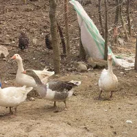 بوقلمون و اردک|حیوانات مزرعه|ماکلوان, |دیوار