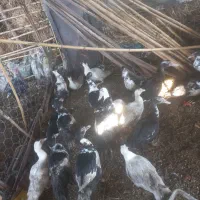 اردک خارجی 7ماهه تعداد 20عدد