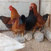 خروس پولند.مرندی. محلی