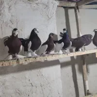 8عدد قرمز خوش رنگ