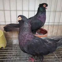 کبوتر صرب زاغ