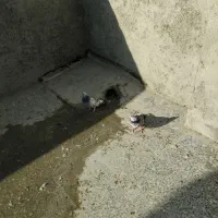 سوسکی|پرنده|پیر بکران, |دیوار