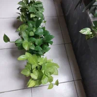 گل قاشقی گل پتوس ابلق|گل و گیاه طبیعی|کرج, اصفهانی‌ها|دیوار