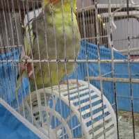 عروس ماده