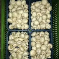 قارچ درجه ۲و درجه ۱ عمده و خورده