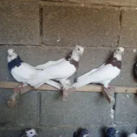 کبوتر