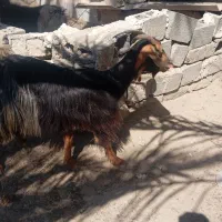 بز با کهره نر بزرگ