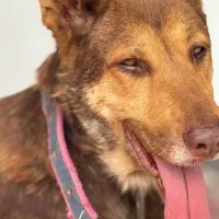 واگذاری رایگان سگ بومی زیبا