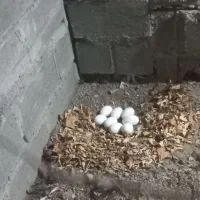 فروش تخم غاز دونه ۴۰