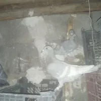 الماسی خط سفید|پرنده|فراشبند, |دیوار