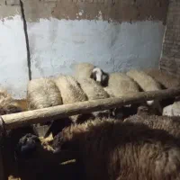 تعداد22راس میش جوان و ابستن|حیوانات مزرعه|خمین, |دیوار