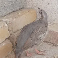 بلدرچین