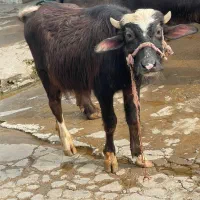 دزفو|حیوانات مزرعه|دزفول, |دیوار