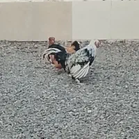 یک جفت مرغ خروس سلطان