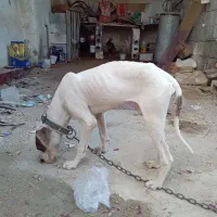 سگ داگو آرژانتینی|سگ|یاسوج, |دیوار