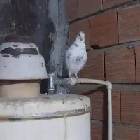 کبوترخونگی|پرنده|خان ببین, |دیوار