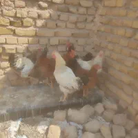 پنج تا خروس چاق جوجه هم امسال