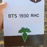 بذر چغندر بتاسید۱۹۳۰