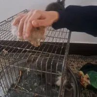 خرگوش پشمالو