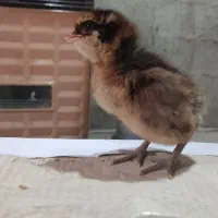 جوجه محلی اصیل هفت روزه|حیوانات مزرعه|گتاب, |دیوار